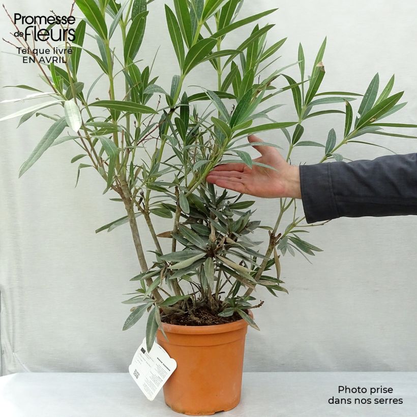 Example of Nerium oleander Roseum Plenum - Rozenlaurier Pot van 2 l/3 l, Struik as you get in printemps