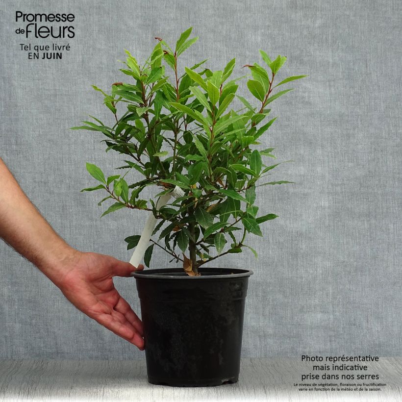 Exemplaar van Laurus nobilis Little Ragu - Laurier Pot van 4 l/5 l zoals geleverd in de zomer