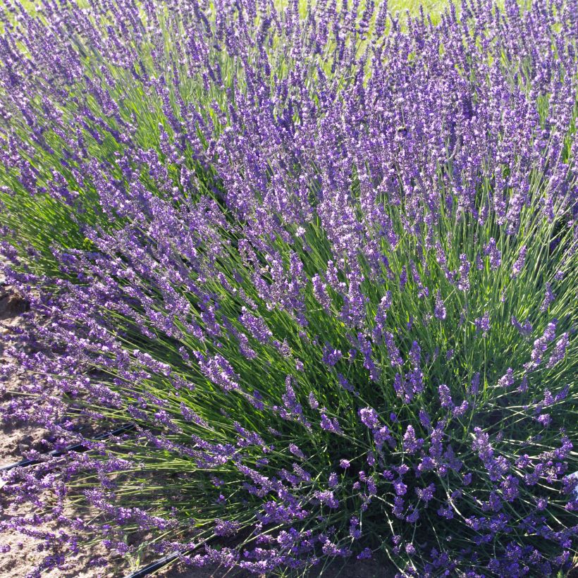 Lavandin Phenomenal Niko - Lavandula intermedia (Groeiplaats)
