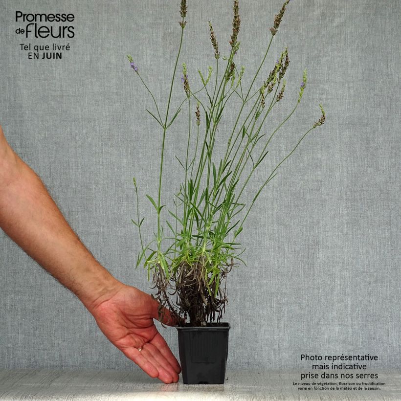 Exemplaar van Lavandin Phenomenal Niko - Lavandula intermedia Kweekpotje van 8/9 cm zoals geleverd in de zomer