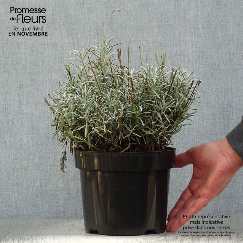 Exemplaar van Lavandin Phenomenal Niko - Lavandula intermedia Pot van 2 l/3 l zoals geleverd in de herfst