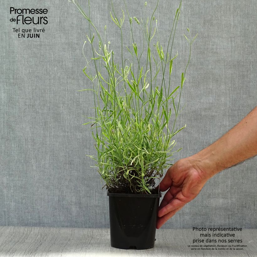 Exemplaar van Lavandin Platinum Blonde - Lavandula intermedia Pot van 1,5 l/2 l zoals geleverd in de zomer