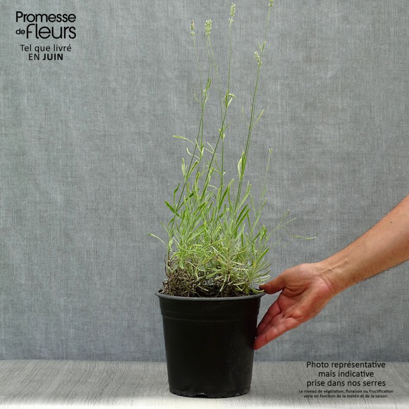 Exemplaar van Lavandin Platinum Blonde - Lavandula intermedia Pot van 4 l/5 l zoals geleverd in de zomer