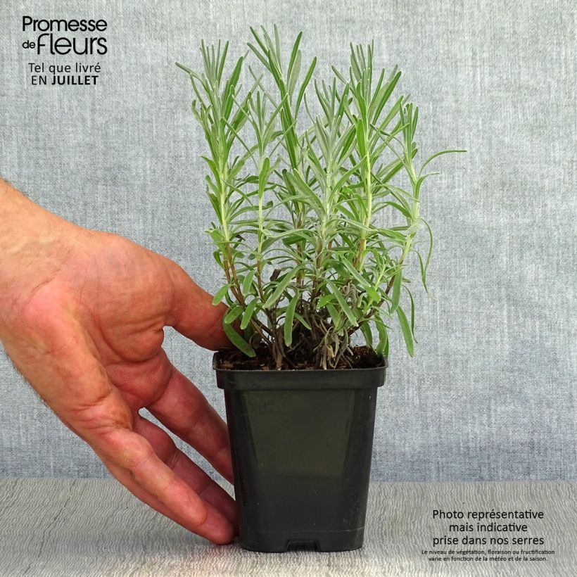 Exemplaar van Lavendel Richard Gray Kweekpotje van 8/9 cm zoals geleverd in de zomer