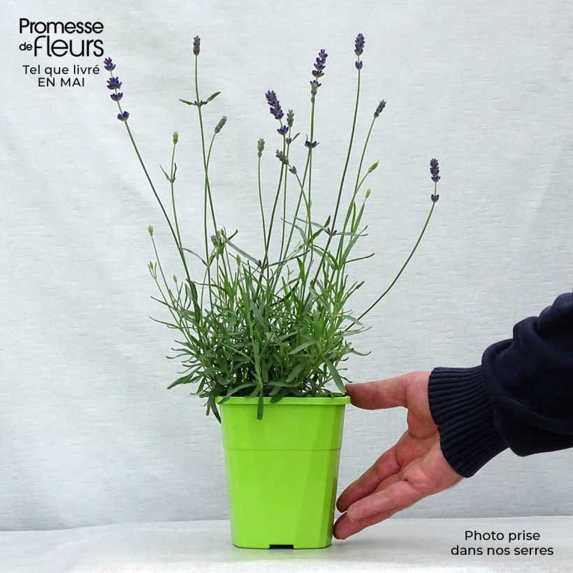 Exemplaar van Lavandula angustifolia Bleu de Gien - Echte lavendel Pot van 1 l/1,5 l zoals geleverd in de lente