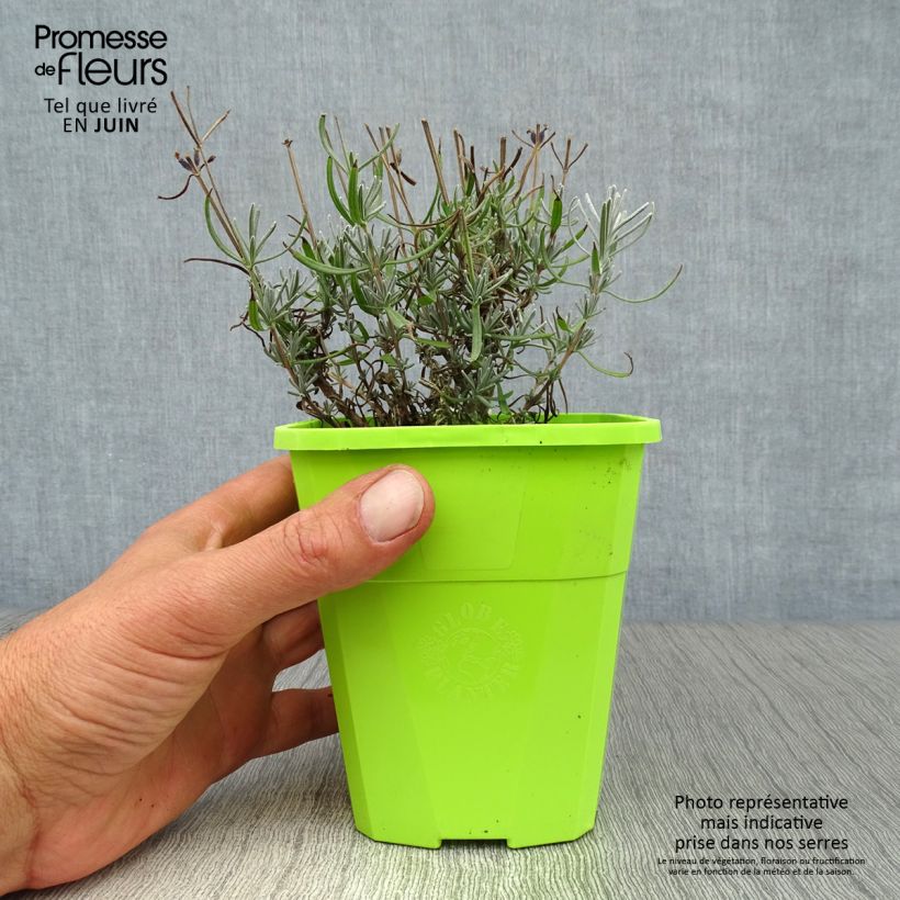 Exemplaar van Lavandula angustifolia Bleu de Gien - Echte lavendel Pot van 1 l/1,5 l zoals geleverd in de zomer