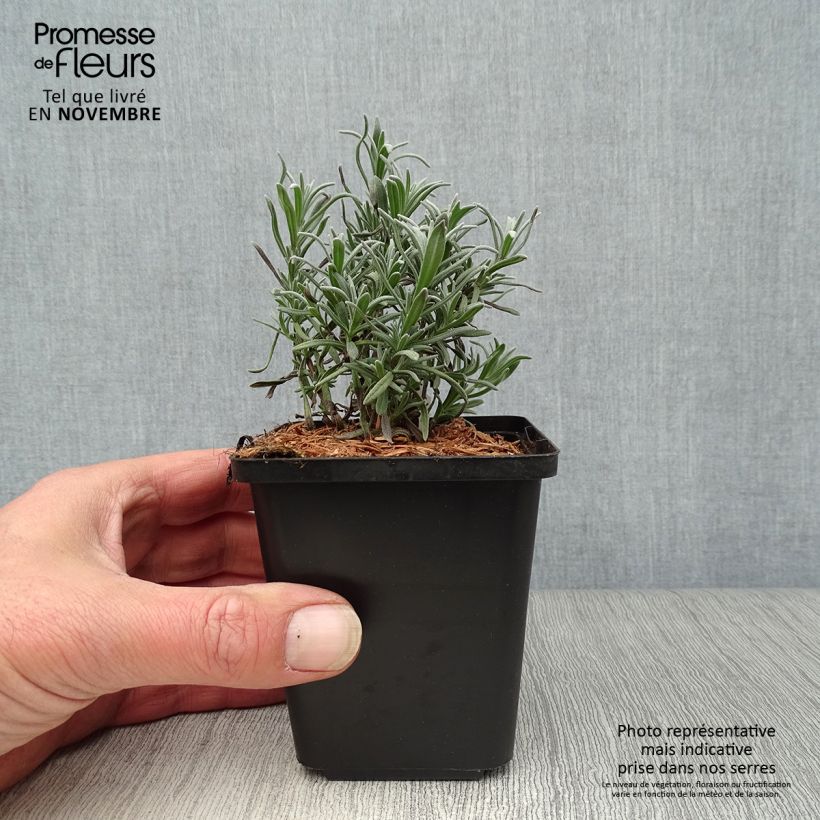 Exemplaar van Lavendel Munstead - Lavandula angustifolia Kweekpotje van 8/9 cm zoals geleverd in de herfst