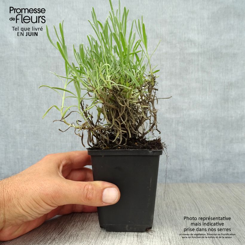 Exemplaar van Lavendel Munstead - Lavandula angustifolia Kweekpotje van 8/9 cm zoals geleverd in de zomer
