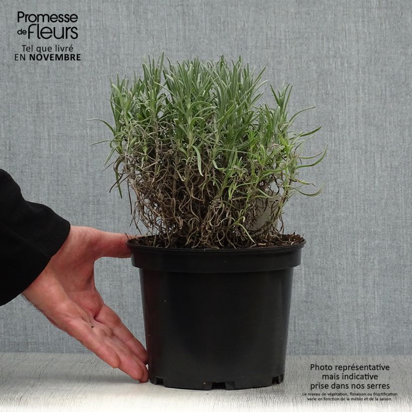Exemplaar van Lavendel Munstead - Lavandula angustifolia Pot van 2 l/3 l zoals geleverd in de herfst