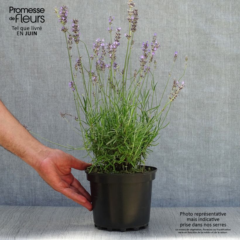 Exemplaar van Lavendel Munstead - Lavandula angustifolia Pot van 2 l/3 l zoals geleverd in de zomer