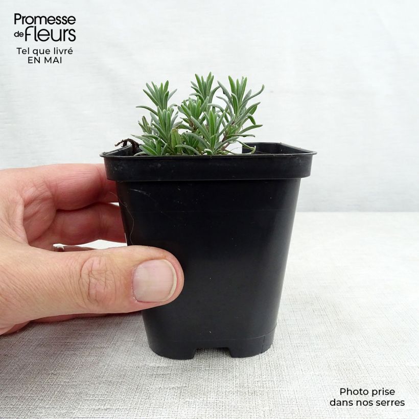 Exemplaar van Lavendel Munstead - Lavandula angustifolia Kweekpotje van 8/9 cm zoals geleverd in de lente