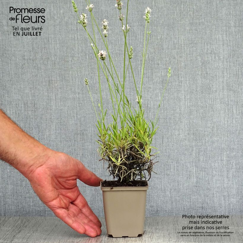 Exemplaar van Lavendel Silbermöwe - Lavandula angustifolia Kweekpotje van 8/9 cm zoals geleverd in de zomer