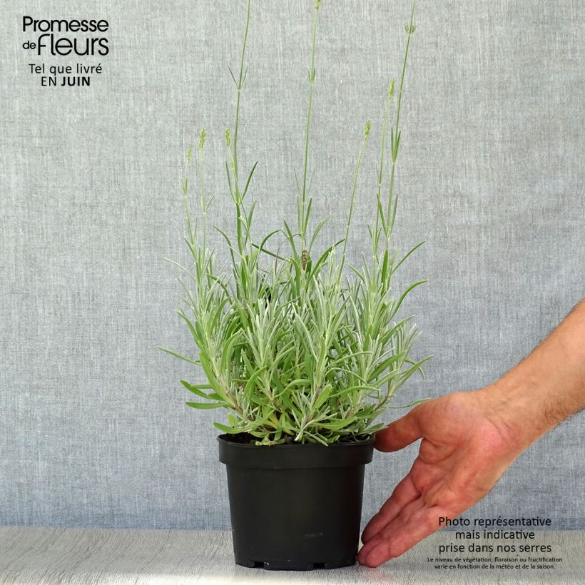 Exemplaar van Spijklavendel - Lavandula latifolia Pot van 1,5 l/2 l zoals geleverd in de zomer