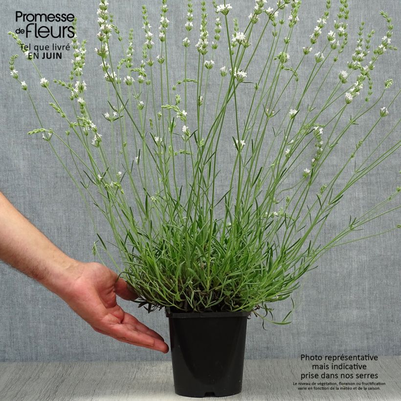 Exemplaar van Lavandin Edelweiss - Lavandula intermedia Pot van 1,5 l/2 l zoals geleverd in de zomer