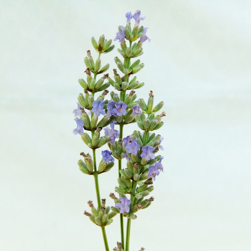 Lavandin Grappenhall - Lavandula intermedia (Bloei)