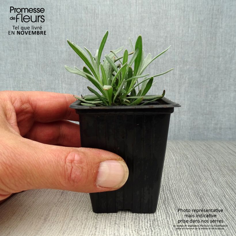 Exemplaar van Lavandin Grosso - Lavandula intermedia Kweekpotje van 7/8 cm zoals geleverd in de herfst