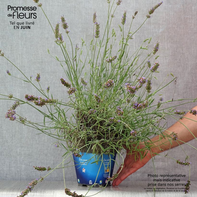 Exemplaar van Lavandin Grosso - Lavandula intermedia Pot van 2 l/3 l zoals geleverd in de zomer