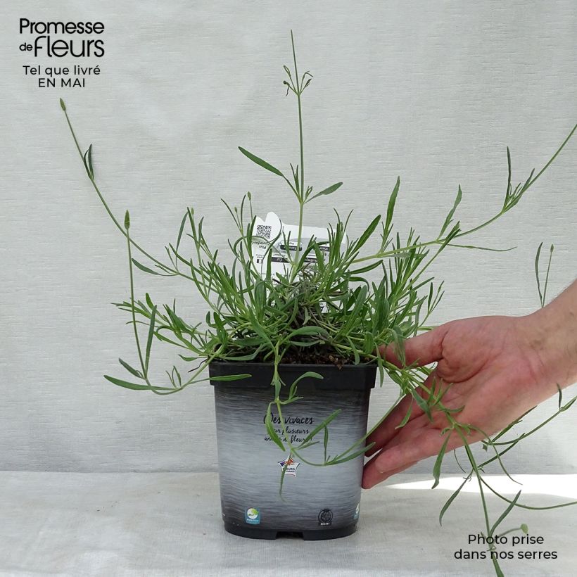 Exemplaar van Lavandin Grosso - Lavandula intermedia Pot van 2 l/3 l zoals geleverd in de lente