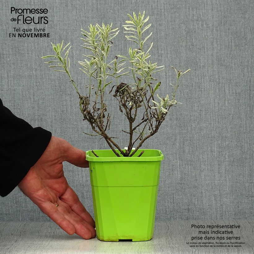 Exemplaar van Lavandula allardii Meerlo - Bonte zoete tandlavendel Pot van 3 l/4 l zoals geleverd in de herfst