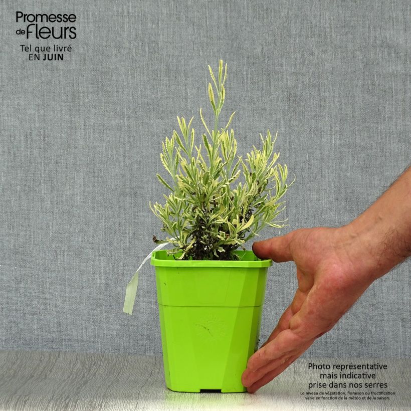 Exemplaar van Lavandula allardii Meerlo - Bonte zoete tandlavendel Pot van 1,5 l/2 l zoals geleverd in de zomer