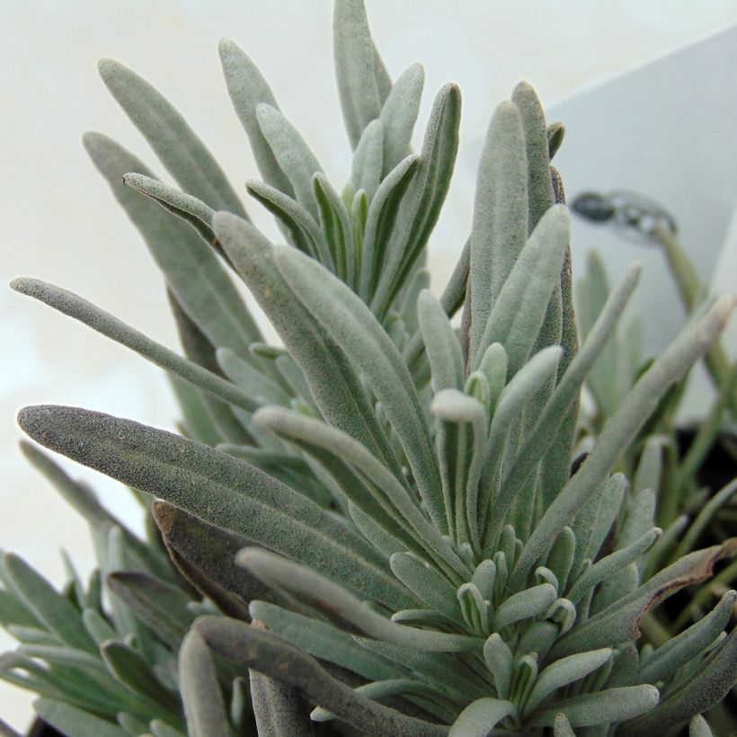 Lavandin Edelweiss - Lavandula intermedia (Blad)