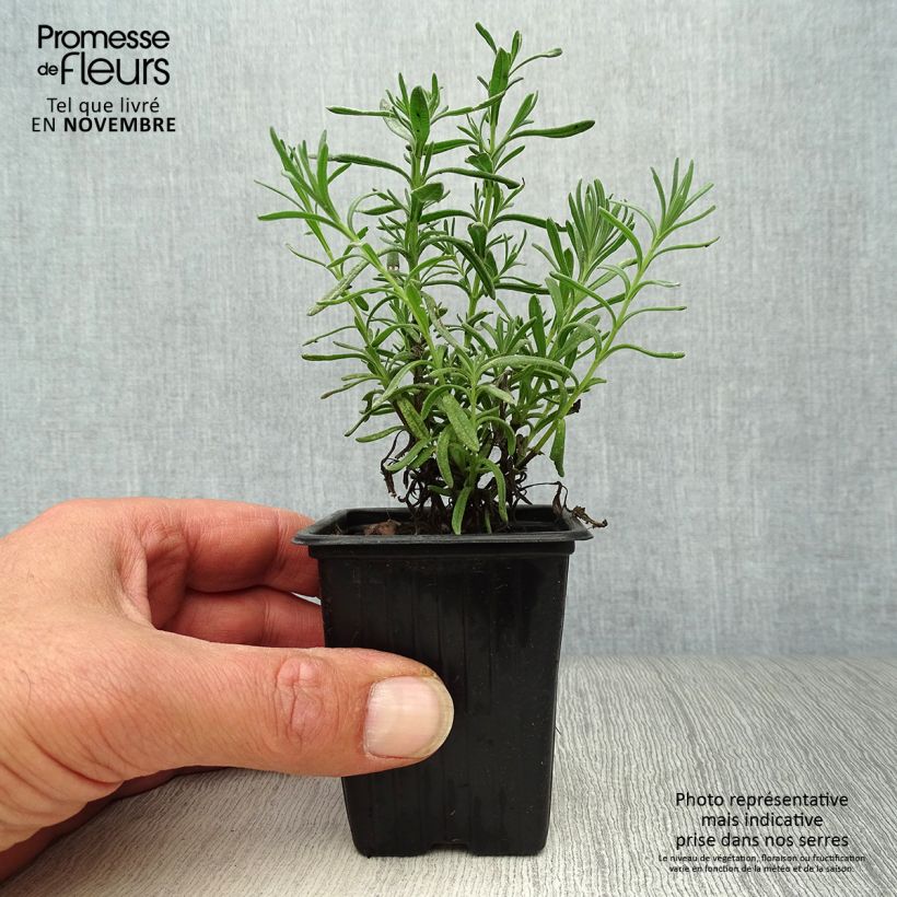 Exemplaar van Kuiflavendel - Lavandula stoechas Kweekpotje van 7/8 cm zoals geleverd in de herfst