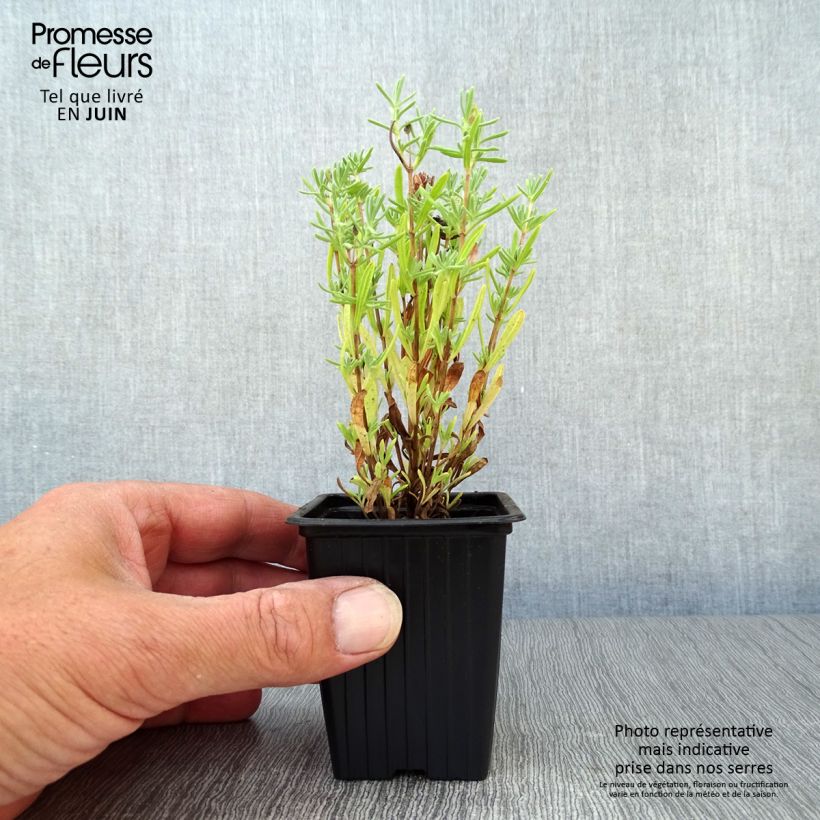Exemplaar van Kuiflavendel - Lavandula stoechas Kweekpotje van 7/8 cm zoals geleverd in de zomer