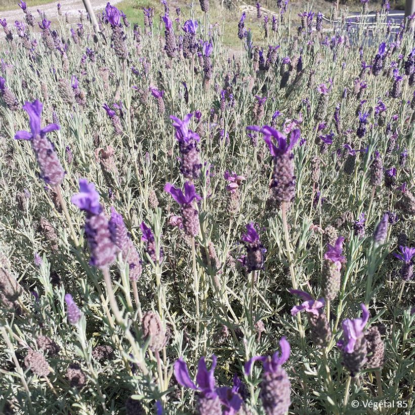 Lavandula stoechas Madrid Purple - Kuiflavendel (Groeiplaats)