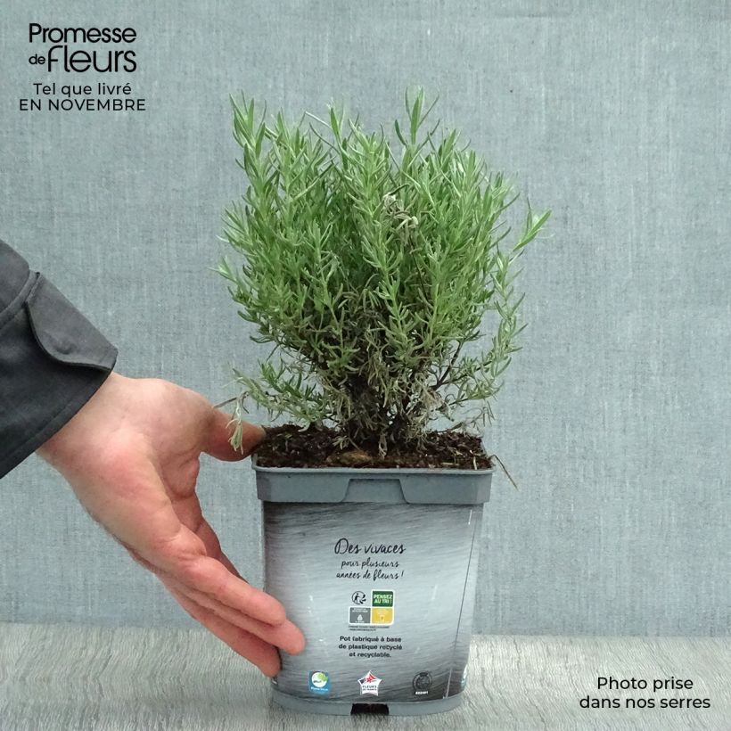 Exemplaar van Lavandula stoechas The Princess - Kuiflavendel Pot van 2 l/3 l zoals geleverd in de herfst