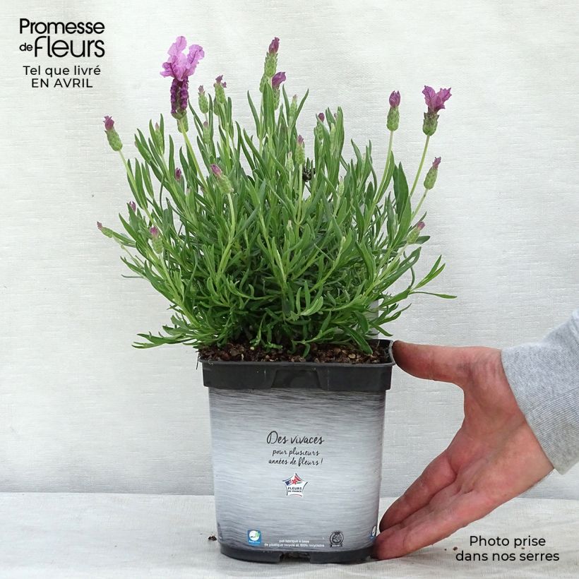 Exemplaar van Lavandula stoechas The Princess - Kuiflavendel Pot van 2 l/3 l zoals geleverd in de lente