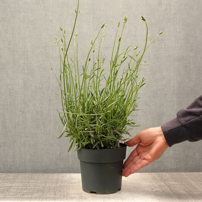 Exemplaar van Lavandula intermedia Sensational! - Lavandin Pot van 2 l/3 l zoals geleverd in de zomer