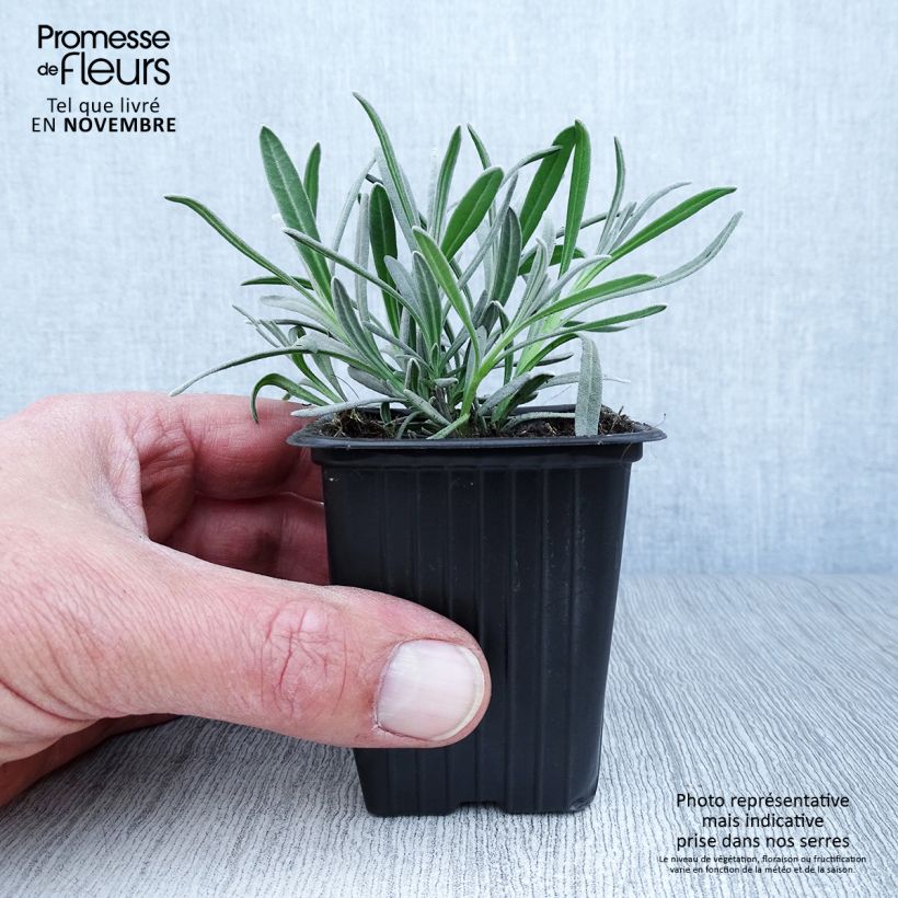 Exemplaar van Lavandula angustifolia Alba - Echte lavendel Kweekpotje van 7/8 cm zoals geleverd in de herfst