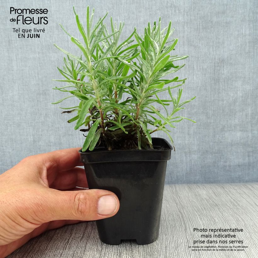 Exemplaar van Lavandula angustifolia Dwarf Blue - Echte lavendel Kweekpotje van 8/9 cm zoals geleverd in de zomer