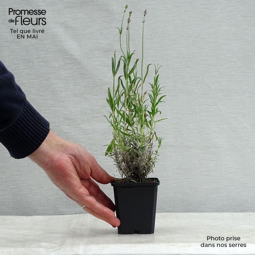 Exemplaar van Lavandula angustifolia Dwarf Blue - Echte lavendel Kweekpotje van 8/9 cm zoals geleverd in de lente