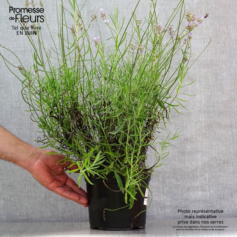 Exemplaar van Lavandula angustifolia Dwarf Blue - Echte lavendel Pot van 2 l/3 l zoals geleverd in de zomer