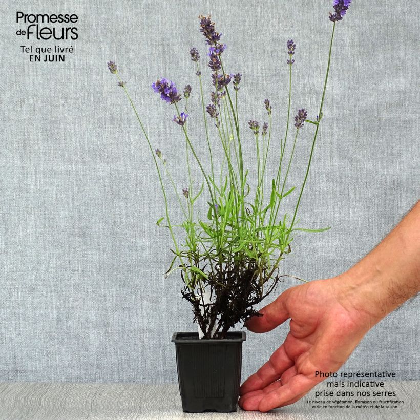 Exemplaar van Lavandula angustifolia Hidcote - Echte lavendel Kweekpotje van 7/8 cm zoals geleverd in de zomer