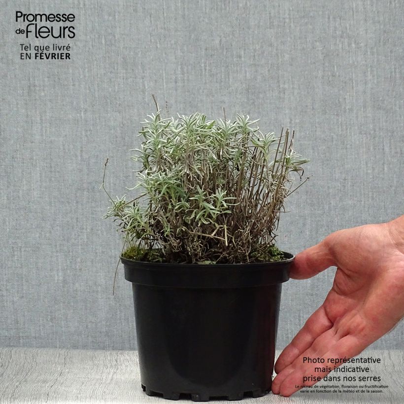 Exemplaar van Lavandula angustifolia Hidcote - Echte lavendel Pot van 1,5 l/2 l zoals geleverd in de herfst