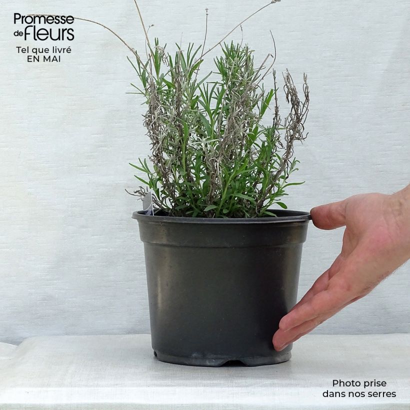 Exemplaar van Lavandula angustifolia Hidcote - Echte lavendel Pot van 3 l/4 l zoals geleverd in de lente