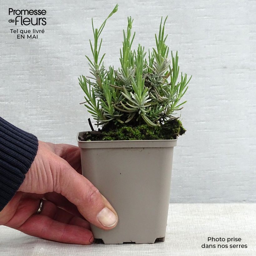 Exemplaar van Lavandula angustifolia Hidcote - Echte lavendel Kweekpotje van 7/8 cm zoals geleverd in de lente
