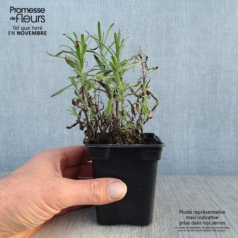 Exemplaar van Lavandula angustifolia Rosea - Echte lavendel Kweekpotje van 7/8 cm zoals geleverd in de herfst