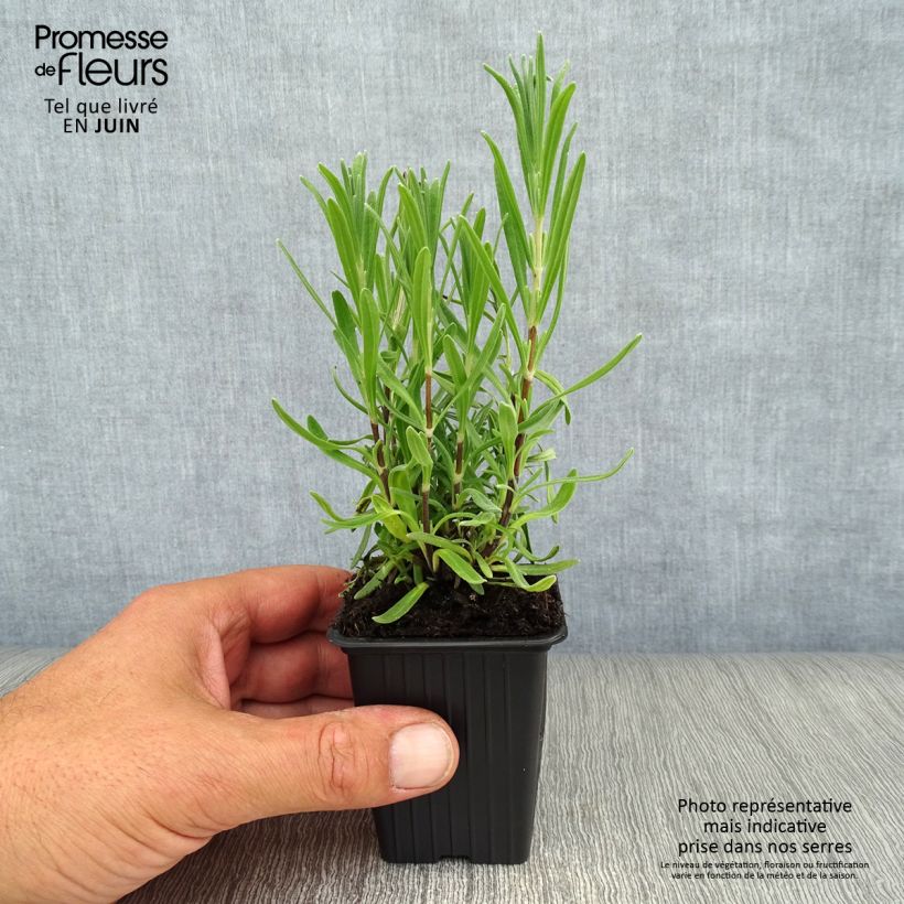 Exemplaar van Lavandula angustifolia Rosea - Echte lavendel Kweekpotje van 7/8 cm zoals geleverd in de zomer