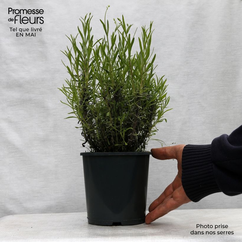 Example of Lavandula angustifolia Rosea - Echte lavendel Pot van 2 l/3 l as you get in printemps