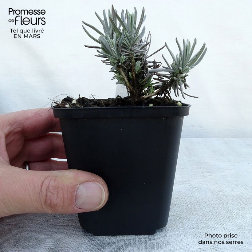 Exemplaar van Lavandula angustifolia Siesta - Echte lavendel Kweekpotje van 8/9 cm zoals geleverd in de lente