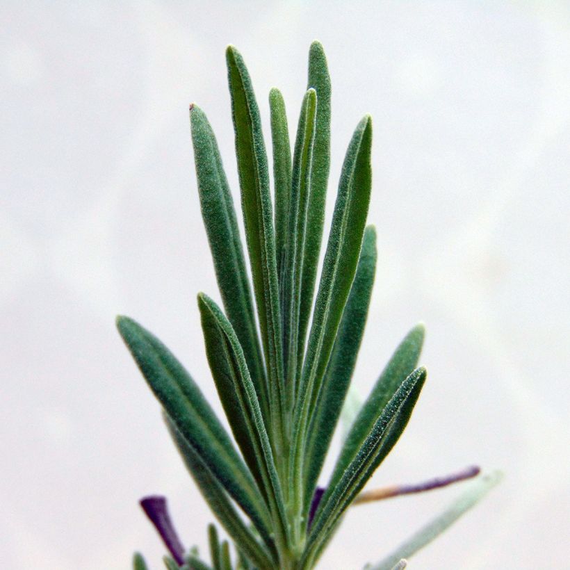 Lavandin - Lavandula intermedia (Blad)