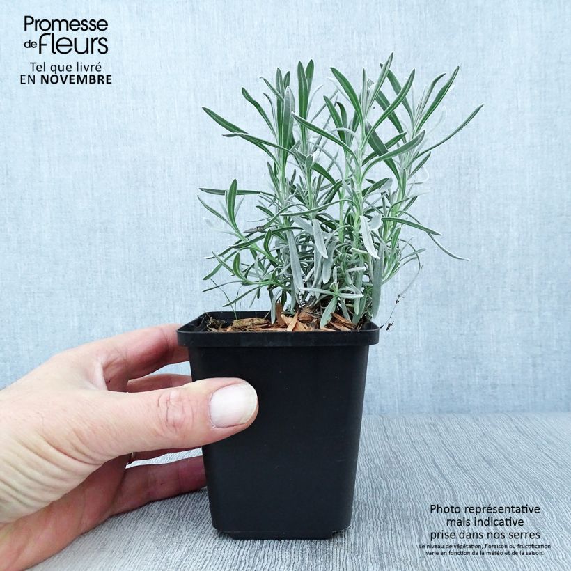 Exemplaar van Lavandin - Lavandula intermedia Kweekpotje van 8/9 cm zoals geleverd in de herfst