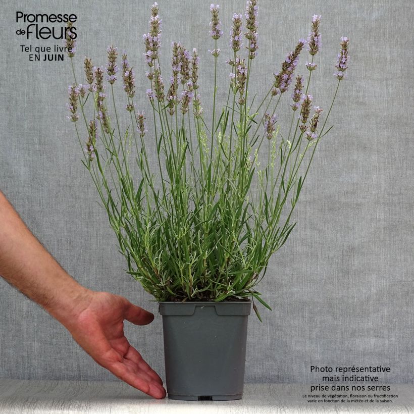Exemplaar van Lavandin - Lavandula intermedia Pot van 2 l/3 l zoals geleverd in de zomer