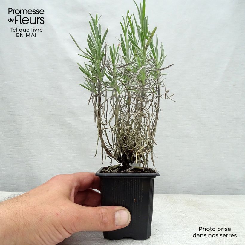 Exemplaar van Lavandin Grappenhall - Lavandula intermedia Kweekpotje van 8/9 cm zoals geleverd in de lente