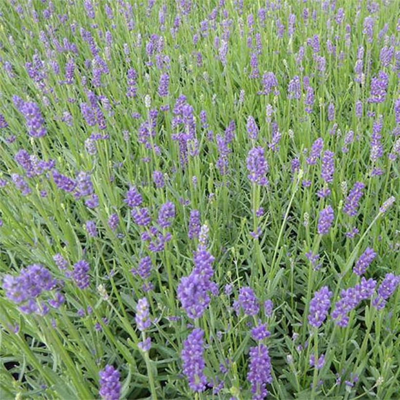 Lavandula angustifolia Essence Purple - Echte lavendel (Bloei)