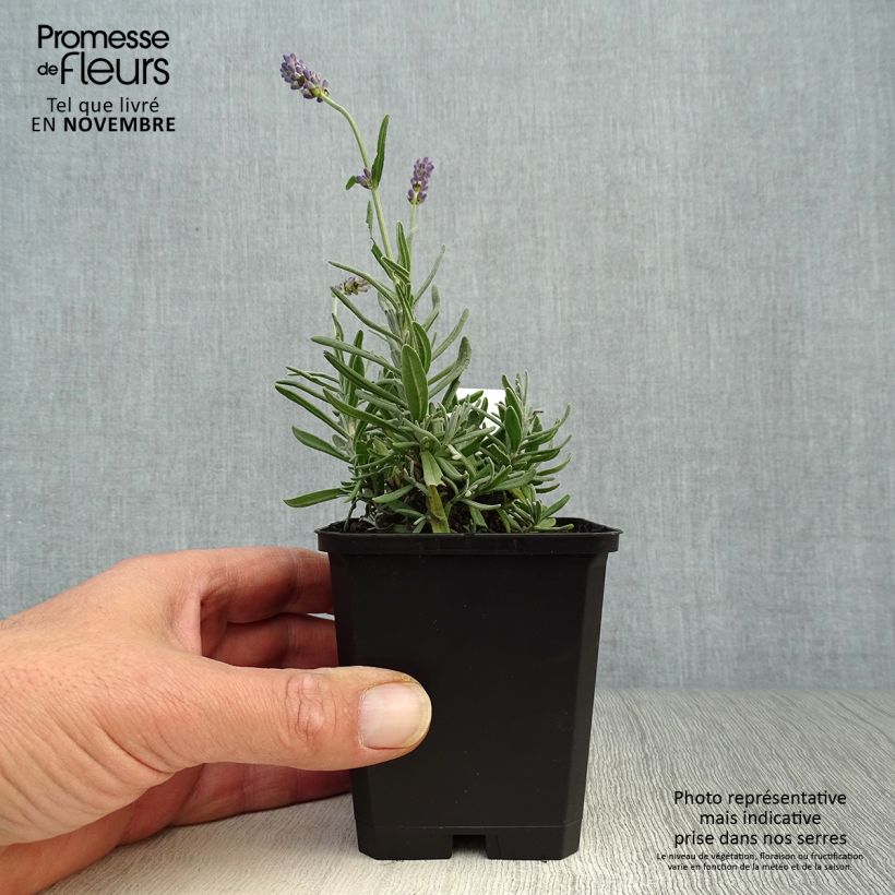 Exemplaar van Lavandula angustifolia Essence Purple - Echte lavendel Kweekpotje van 8/9 cm zoals geleverd in de herfst