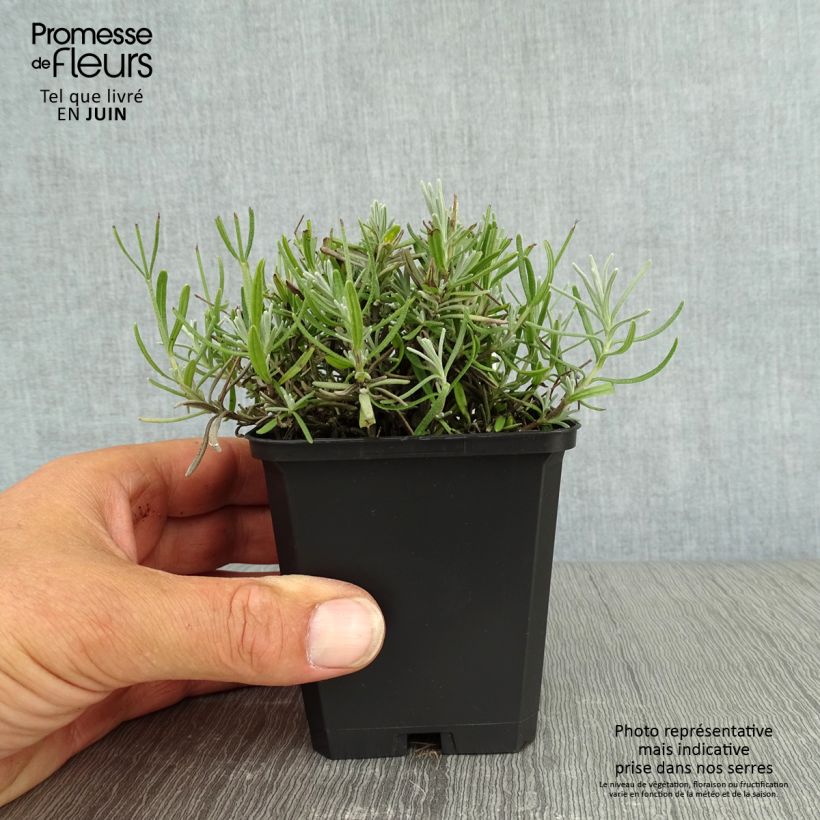 Exemplaar van Lavandula angustifolia Essence Purple - Echte lavendel Kweekpotje van 8/9 cm zoals geleverd in de zomer
